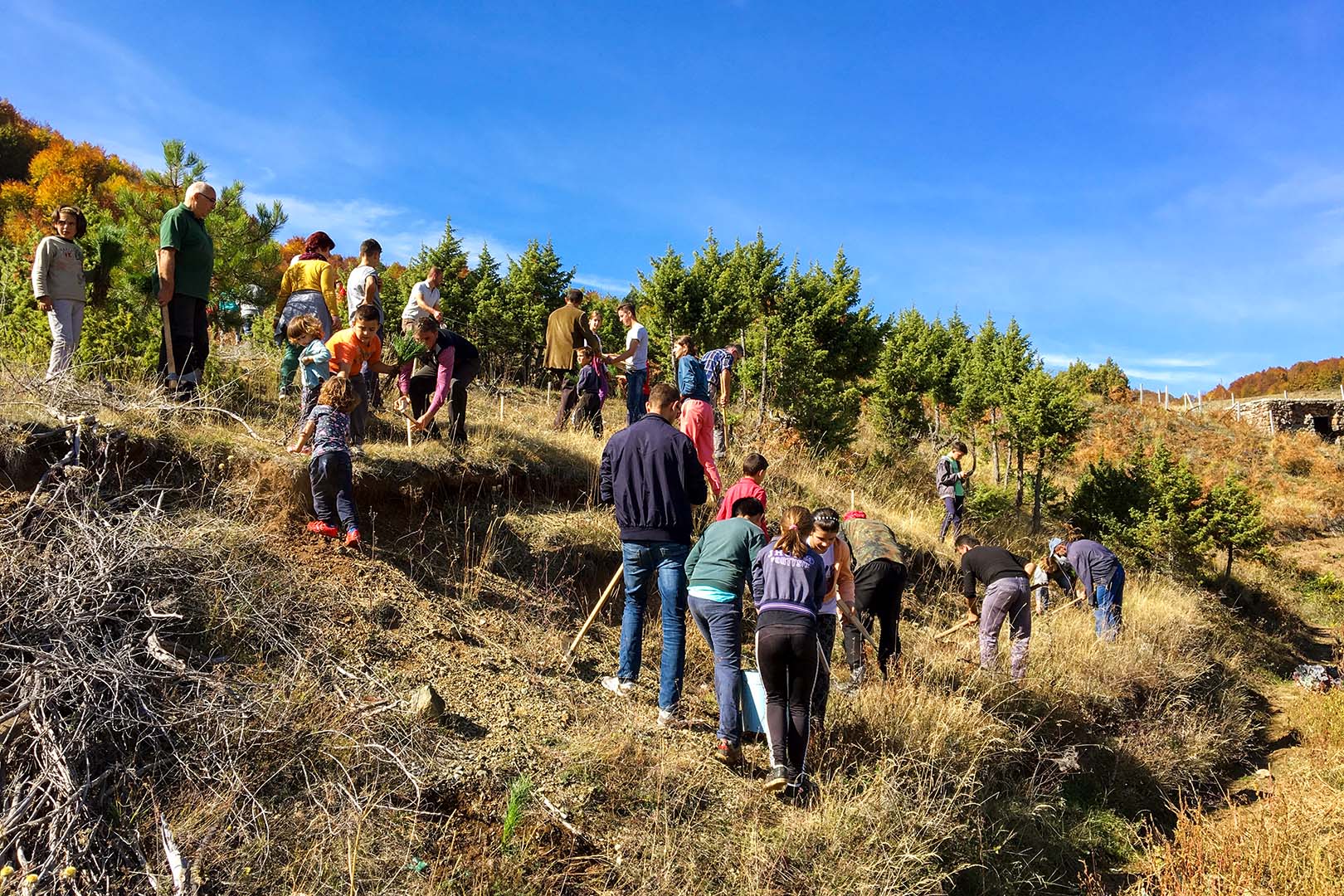 Mbjellja e pemëve në Bishnicë
