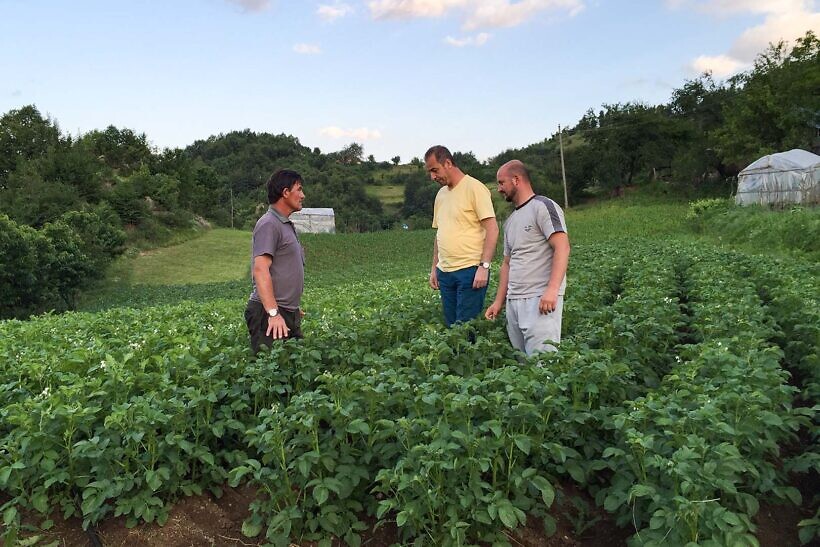 Seed potato project in Buzahishtë